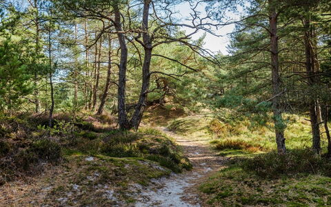 Elza - 800M from the Sea: Foglia, Albero, Ambiente Naturale, Natura, Ramo, Vegetazione, Legna, Paesaggio Naturale, Foresta