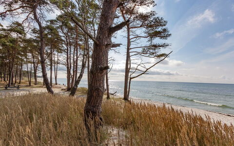 Hildegerd - 500M from the Sea: Tetto, Casa, Lotto, Casa, Villetta, Estate, Edifici Giardino, Shade, Log Cabin, Landscaping