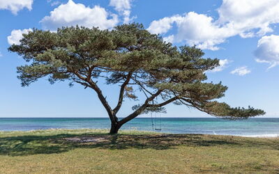 Botolphus - 20M from the Sea