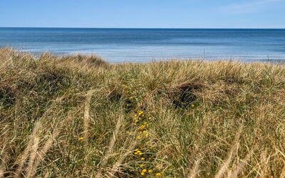 Guthfrith - 100M from the Sea