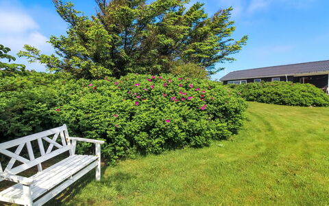 Violeta - 250M from the Sea: Fiore, Arbusto, Rosa, Giardino, Groundcover, Viola, Primavera, Prato, Prato, Landscaping