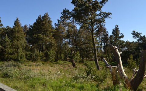 Harthwik - 1Km from the Sea: Cielo, Foglia, Albero, Ambiente Naturale, Natura, Vegetazione, Arbusto, Comunita 'Impianto, Ecoregione, Natura Selvaggia