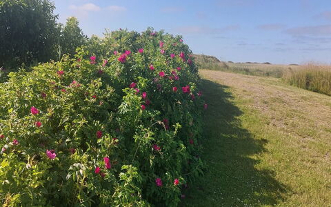 Chrisse - 550M from the Sea: Fiore, Arbusto, Rosa, Petalo, Pianta Fiorita, Rose Di Famiglia, Giardino, Pianta Erbacea, Piantagione