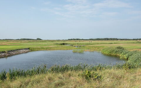 Helvig - 2.3Km from the Sea: Acqua, Palude, Risorse Idriche, Ambiente Naturale, Paesaggio Naturale, Pascolo, Plain, Ecoregione
