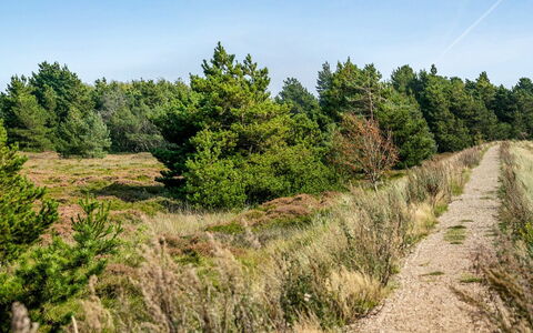 Gabriela - 1Km from the Sea: Cielo, Foglia, Vegetazione, Paesaggio Naturale, Arbusto, Ecoregione, Natura Selvaggia, Comunita 'Impianto, Trail, Foresta