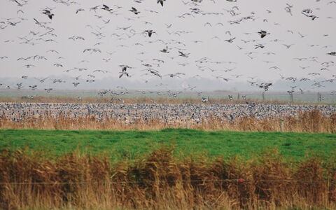 Freek - 400M from the Sea: Erba, Casa, Tetto, Casa, Villetta, Arbusto, Lotto, Area Rurale, Agriturismo, Groundcover
