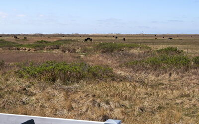 Blomma - 350M from the Sea