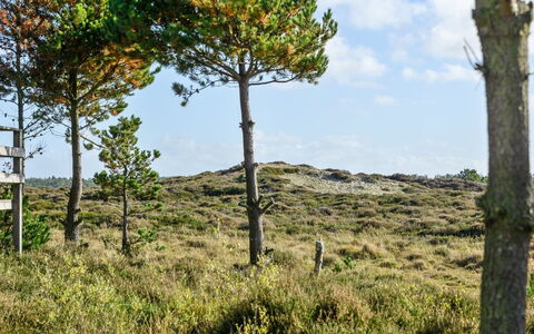 Trana - 2Km from the Sea: Cielo, Vegetazione, Paesaggio Naturale, Pascolo, Ecoregione, Comunita 'Impianto, Lotto, Tronco, Woody Impianto