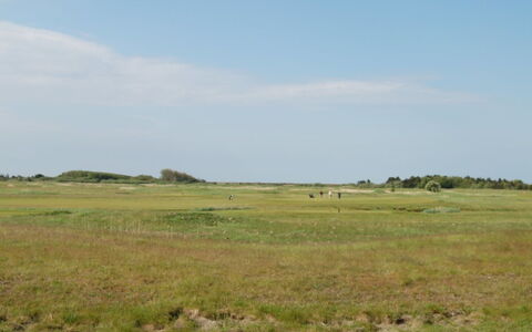 Arabella - 2.3Km from the Sea: Legna, Mare, Nube, Costiera E Morfologie Oceanic, Deck, Oceano, Plank, Boardwalk, Costa, Latifoglie