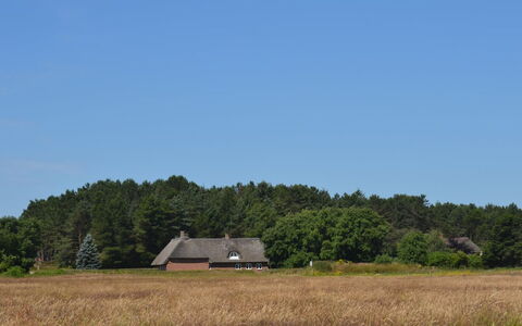 Naili - 3.1Km from the Sea: Erba, Albero, Pascolo, Vegetazione, Casa, Tetto, Villetta, Plain, Area Rurale