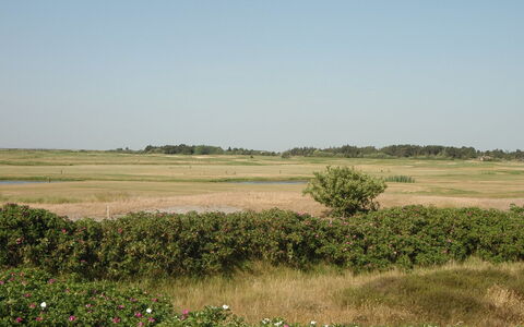 Ennike - 2.3Km from the Sea: Erba, Casa, Tetto, Casa, Villetta, Arbusto, Lotto, Area Rurale, Agriturismo, Groundcover