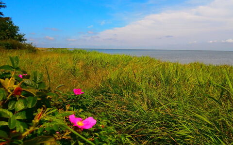 Vivan - 3.8Km from the Sea: Verde, Fiore, Estate, Mare, Orizzonte, Costiera E Morfologie Oceanic, Costa, Oceano, Ecoregione