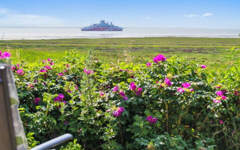 Langsom - 100M from the Sea: Fiore, Cielo, Orizzonte, Nube, Rosa, Mare, Petalo, Costiera E Morfologie Oceanic, Oceano, Pianta Fiorita