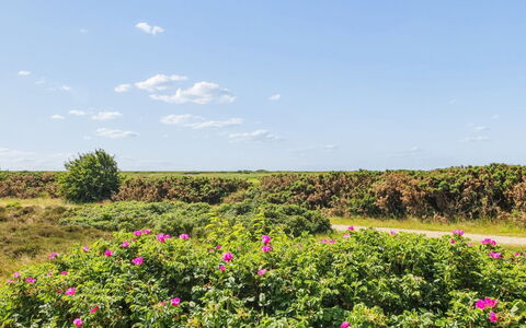 Femja - 2.3Km from the Sea: Cielo, Fiore, Nube, Arbusto, Rosa, Groundcover, Prato, Pianta Fiorita, Wildflower, Cumulo