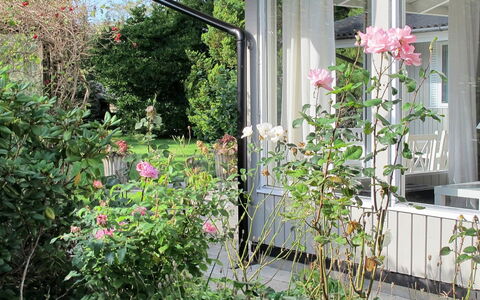 Claudette - 1Km from the Sea: Fiore, Arbusto, Rosa, Giardino, Petalo, Comunita 'Impianto, Rose Da Giardino, Primavera, Pianta Fiorita