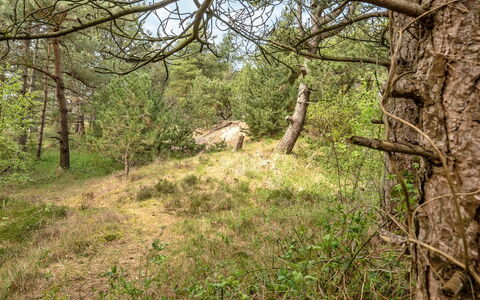 Solvey - 2Km from the Sea: Vegetazione, Ecoregione, Comunita 'Impianto, Natura Selvaggia, Foresta, Fauna Selvatica, Riserva Naturale, Tronco, Woodland