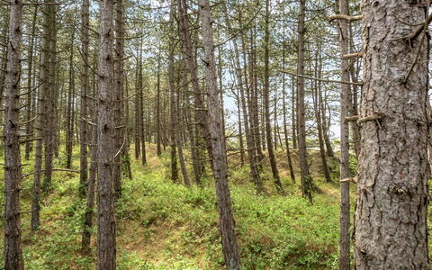 Solvey - 2Km from the Sea: Foglia, Ambiente Naturale, Legna, Ramo, Foresta, Vegetazione, Natura Selvaggia, Nord Foresta Di Latifoglie, Comunita 'Impianto