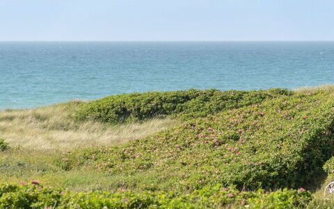 Heidine - 176M from the Sea: Comunita 'Impianto, Luce Del Sole, Pianta Erbacea, Giardino, Piantagione, Agricoltura, Azienda Agricola
