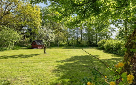 Iiro - 2.5Km from the Sea: Erba, Albero, Foglia, Verde, Natura, Ambiente Naturale, Ramo, Vegetazione, Paesaggio Naturale, Pascolo