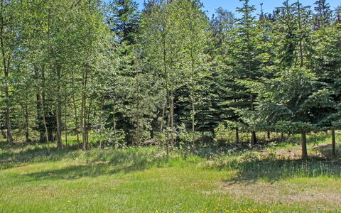 Gerarda - 4Km from the Sea: Verde, Albero, Ambiente Naturale, Foglia, Arbusto, Pascolo, Comunita 'Impianto, Lotto, Foresta