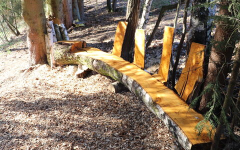Spiegelau 604: Pianta, Legna, Albero, Paesaggio Naturale, Tronco, Erba, Ramoscello, Shade, Deciduo, Tinte E Ombre