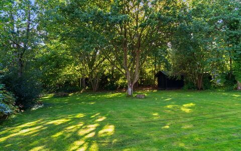 Ljuba - 1.2Km from the Sea: Foglia, Albero, Erba, Verde, Arbusto, Giardino, Prato, Lotto, Groundcover
