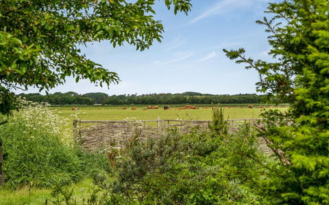 Lenard - 400M from the Sea: Albero, Verde, Ambiente Naturale, Erba, Pascolo, Paesaggio Naturale, Vegetazione, Arbusto, Plain, Estate
