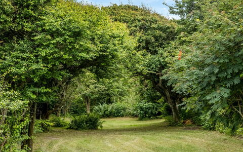 Sorja - 420M from the Sea: Foglia, Verde, Ambiente Naturale, Natura, Ramo, Vegetazione, Arbusto, Comunita 'Impianto, Giardino, Groundcover
