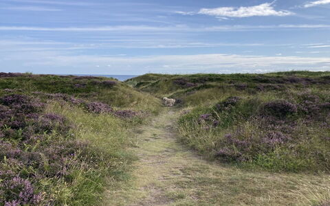 Malte - 75M from the Sea: Erba, Arbusto, Casa, Giardino, Casa, Villetta, Lotto, Prato, Groundcover