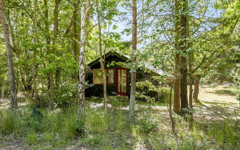 Osa - 150M from the Sea: Albero, Ambiente Naturale, Natura, Foglia, Legna, Ramo, Vegetazione, Villetta, Foresta, Woodland