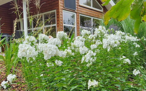 Krister - 250M to the Fjord: Fiore, Arbusto, Giardino, Groundcover, Pianta Fiorita, Primavera, Landscaping, Pianta Erbacea, Backyard