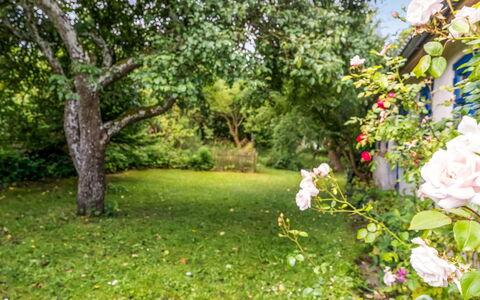 Agrippa - 30M to the Fjord: Verde, Natura, Foglia, Giardino, Arbusto, Primavera, Petalo, Groundcover, Prato, Luce Del Sole