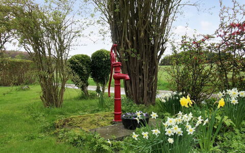 Harre - 300M from the Sea: Fiore, Arbusto, Giardino, Primavera, Prato, Landscaping, Pianta Erbacea, Cortile