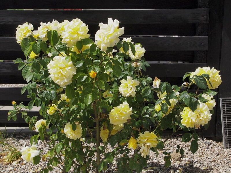 Hortensia - 350M from the Sea