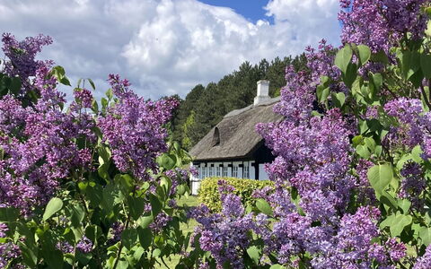Eva - 1.5Km to the Fjord: Fiore, Arbusto, Villetta, Groundcover, Primavera, Giardino, Pianta Fiorita, Viola, Wildflower, Agriturismo