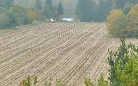 Piia - 800M from the Sea: Albero, Campo, Piantagione, Plain, Agricoltura, Lotto, Suolo, Azienda Agricola, Ritaglia
