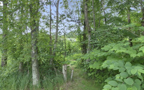 Gerasim - 400M from the Sea: Foglia, Ambiente Naturale, Vegetazione, Foresta, Comunita 'Impianto, Giungla, Riserva Naturale, Nord Foresta Di Latifoglie, Woodland, Tronco