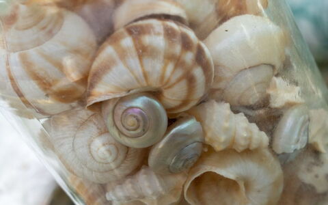 Annamie - 650M from the Sea: Materiali Naturali, Cibo