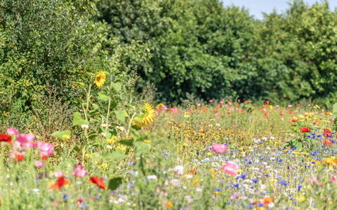 Richard - 4Km from the Sea: Erba, Pascolo, Paesaggio, Ecoregione, Plain, Comunita 'Impianto, Lotto, Mobili Da Esterno, Prateria, Shrubland