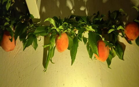 Hartvig - 800M from the Sea: Frutta, Produrre, Arancia, Natural Foods, Cibo