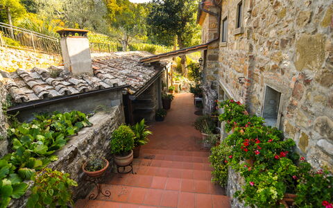 Casale Montanare: Pianta, Costruzione, Foglia, Vaso Di Fiori, Albero, Finestra, Vegetazione, Giallo, Manto Stradale, Parete