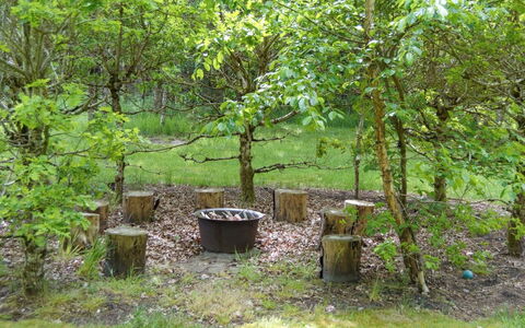 Hailka: Foglia, Ramo, Comunita 'Impianto, Tronco, Woody Impianto, Giardino, Woodland, Suolo, Backyard