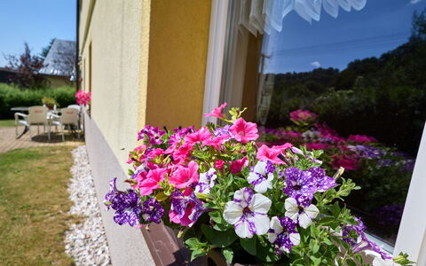 U Šustrů: Fiore, Pianta, Proprietà, Vaso Di Fiori, Petalo, Finestra, Viola, Pianta Della Casa, Rosa, Costruzione