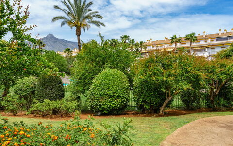 Dama de Noche: Foglia, Vegetazione, Arbusto, Giardino, Woody Impianto, Landscaping, Giardino Botanico, Piantagione, Hedge