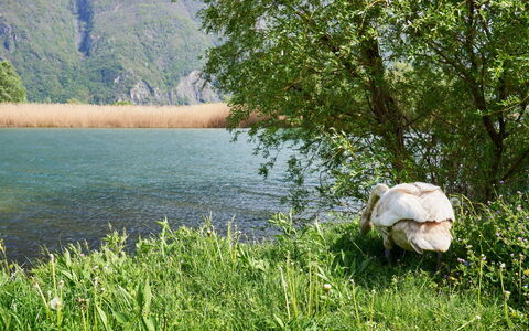 Casa Dascio: Acqua, Pianta, Costruzione, Cielo, Giorno, Proprietà, Blu, Azzurro, Piscina, Grattacielo