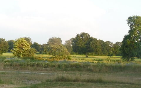 Reethuus: Cielo, Pianta, Nube, Albero, Paesaggio Naturale, Erba, Plain, Pascolo, Paesaggio, Strada