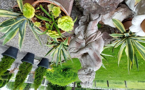 Velden am Wörthersee 37: Pianta, Foglia, Ramo, Impianto Terrestre, Arecales, Vegetazione, Albero, Ramoscello, Tronco, Woody Impianto