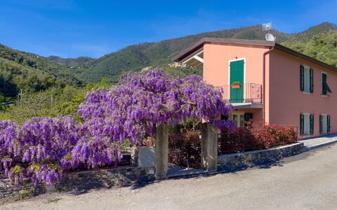 La Casa Dei Glicini - Levanto: Fiore, Pianta, Cielo, Costruzione, Finestra, Blu, Azzurro, Montagna, Viola, Casa