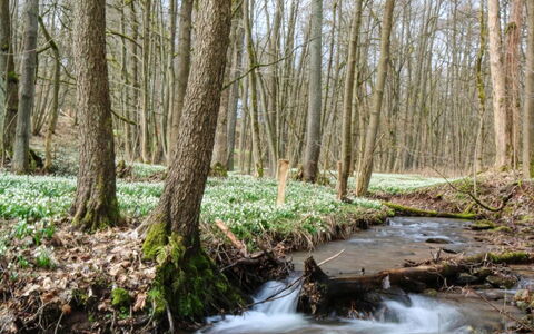 Lesní Plovárna B2: Acqua, Pianta, Albero, Ramo, Paesaggio Naturale, Legna, Deciduo, Tronco, Woody Impianto