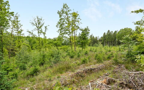 Inguna: Albero, Ambiente Naturale, Foglia, Vegetazione, Paesaggio Naturale, Comunita 'Impianto, Arbusto, Foresta, Ecoregione, Natura Selvaggia